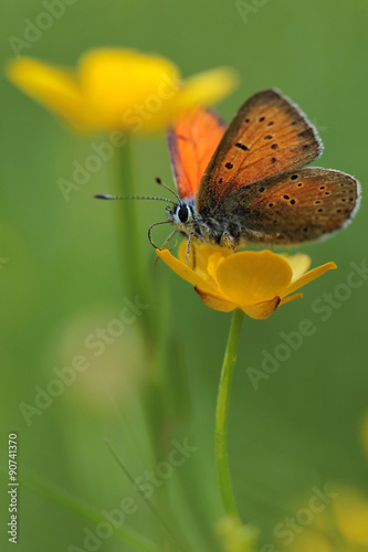 Purple-edged Copper butterfly (Lycaena hippothoe) and spring flowers 