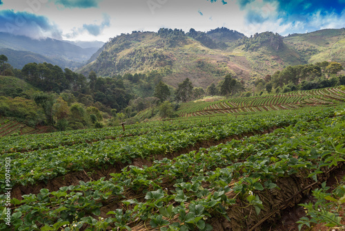 strawberry garden at doi angkhang mountain, chiangmai : thailand photo