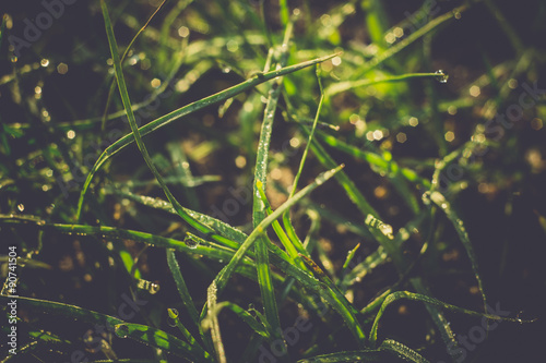 Macro of Morning Grass Retro