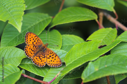 butterfly Lesser Marbled Fritillary (Brenthis ino) 