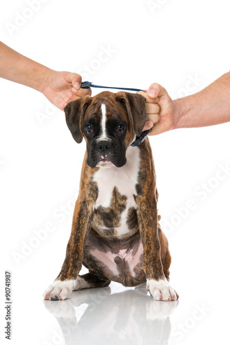 Fototapeta Naklejka Na Ścianę i Meble -  Streit um den Hund