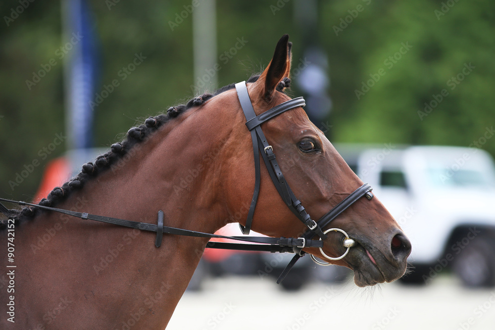Side view head shot of a thoroughbred dressage horse Side view head shot of a thoroughbred dressage horse