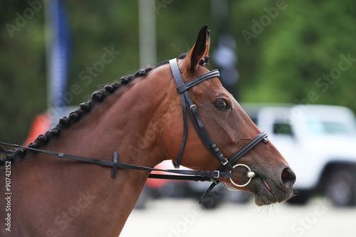 Side view head shot of a thoroughbred dressage horse