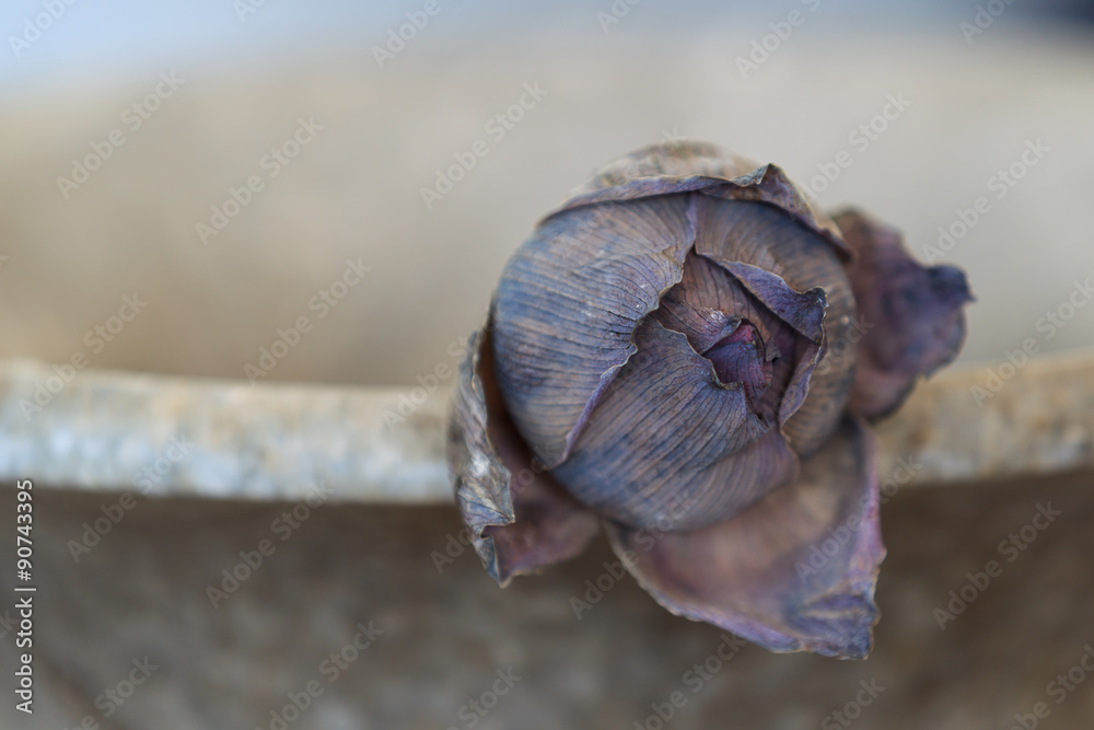 Obraz premium A close up of one dried lotus
