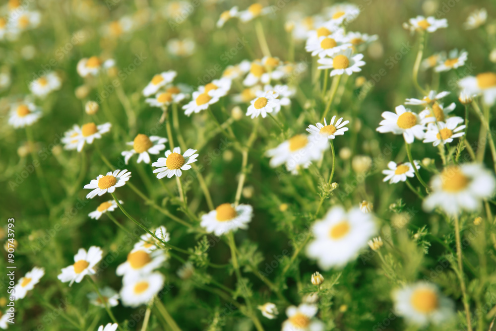 Fototapeta premium Nature background of daisies field