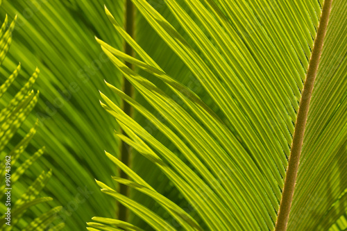 closeup of cycad palm leaf