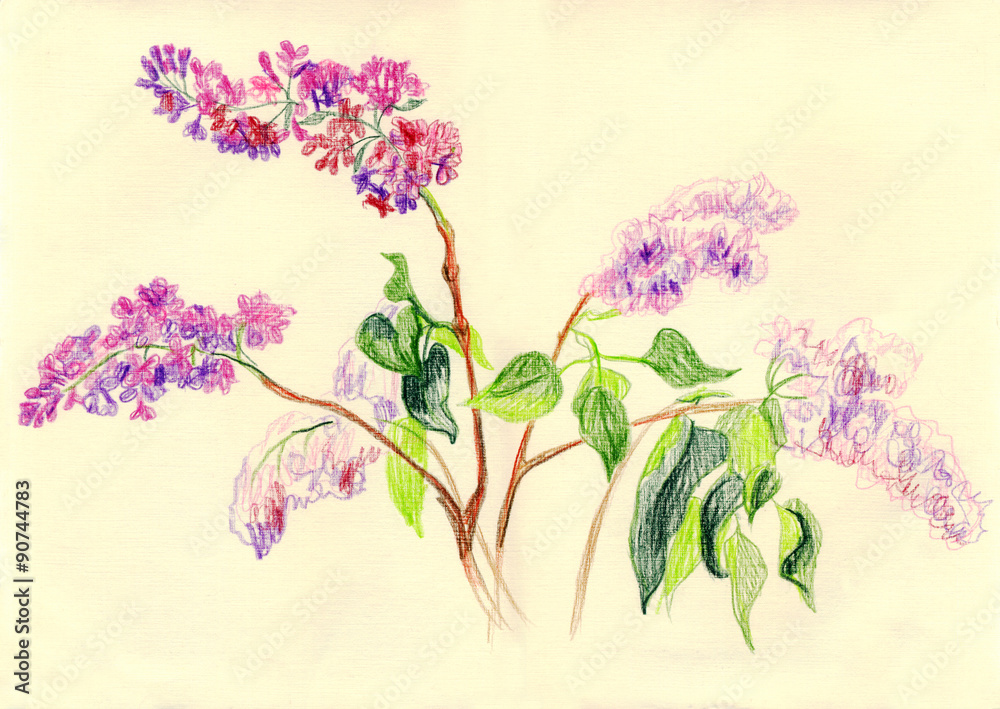 Branches of lilac blossoms. Drawing with colored pencils