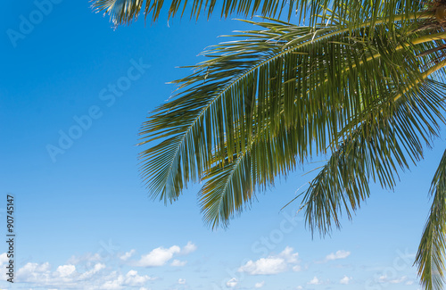 Green palm tree on blue sky © topntp