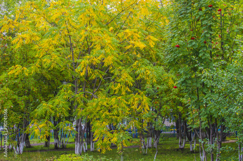 trees with yellow leaves, a landscape © rosetata