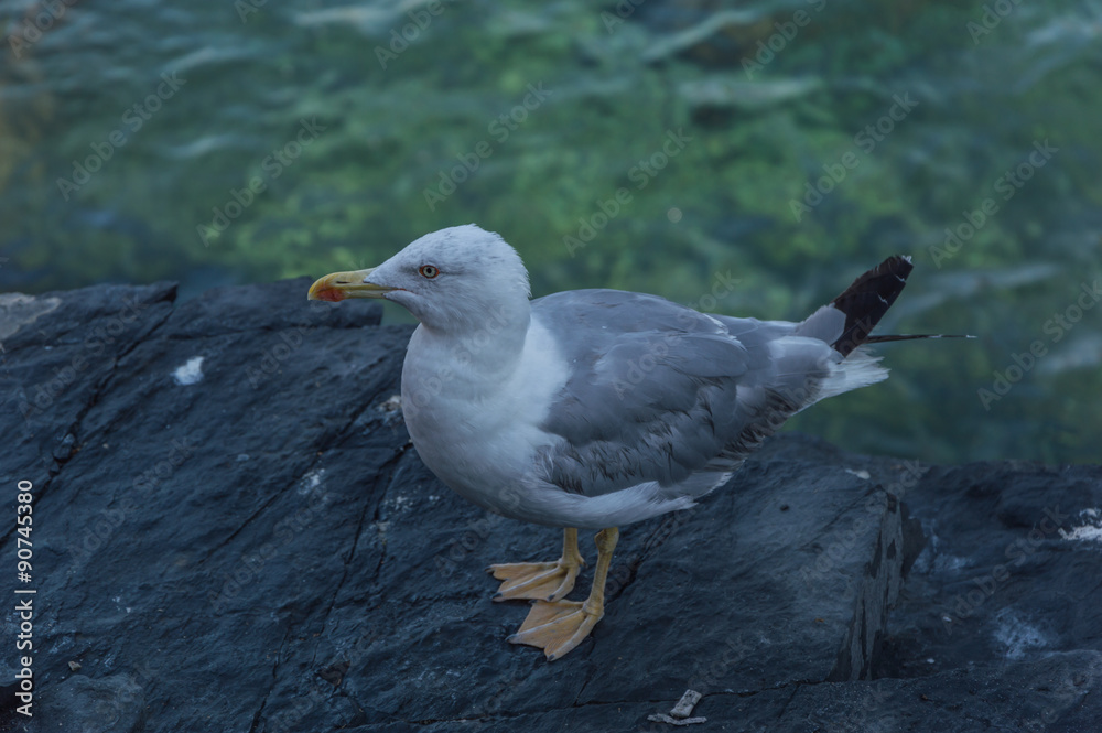 Fototapeta premium Seagull