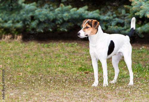 Smooth Fox Terrier stands. The Smooth Fox Terrier stands in the park.