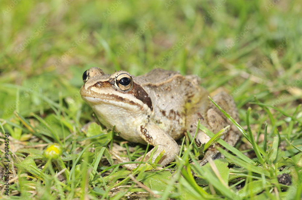 grüner Frosch auf einer Wiese am See grüner Frosch auf einer Wiese am See