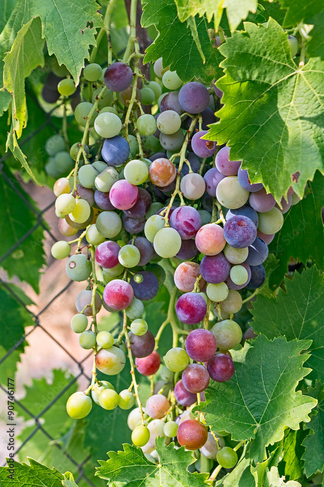 bunch of vine unripe green and purple 