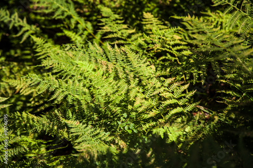 Walking-fern