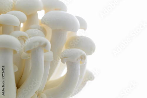 White shimeji mushroom