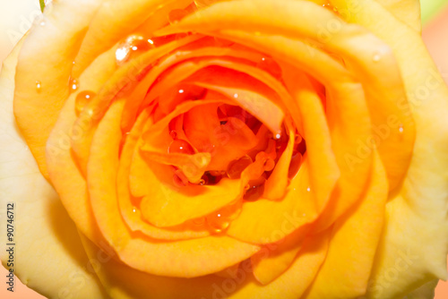 Closeup of rose flower