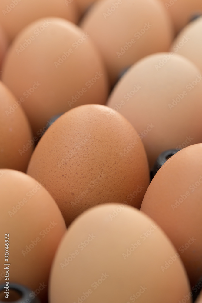 fresh organic eggs from chicken farm agriculture for sale fresh organic eggs from chicken farm agriculture for sale