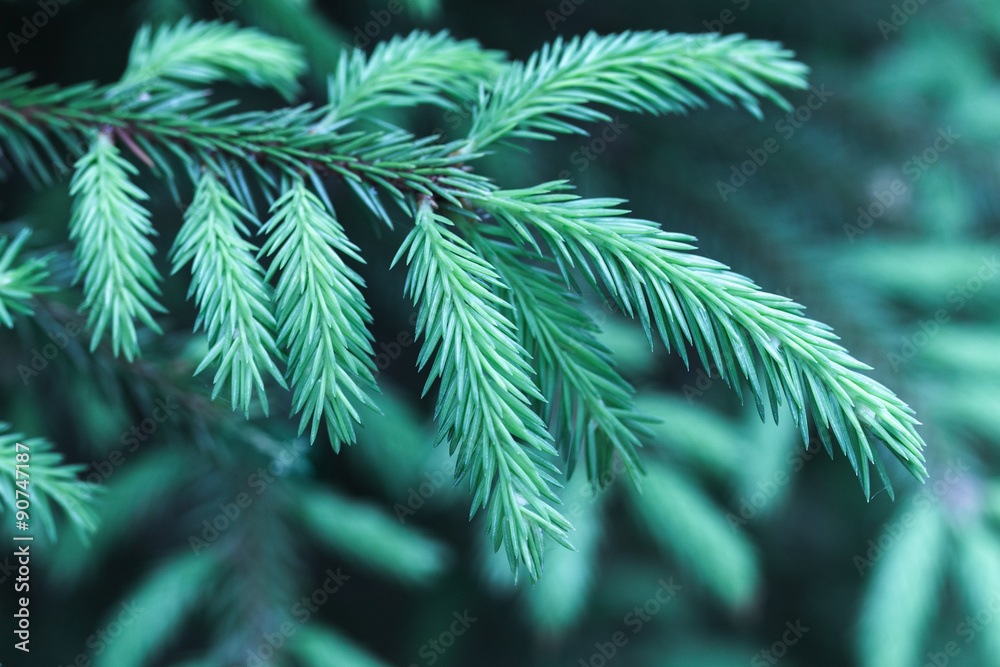 Fototapeta premium Spruce branch, macro photo with selective focus