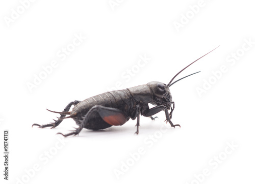 Black cricket. © voren1