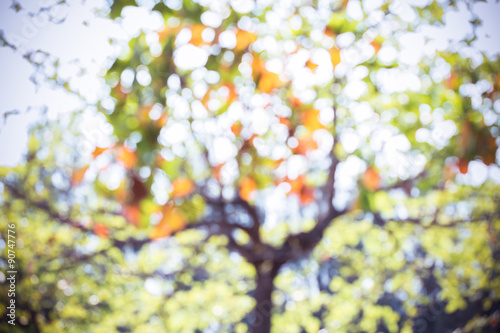 green leaves nature on tree  image blur defocused background