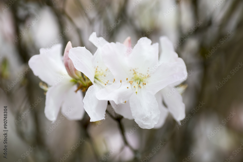 Magnolia.