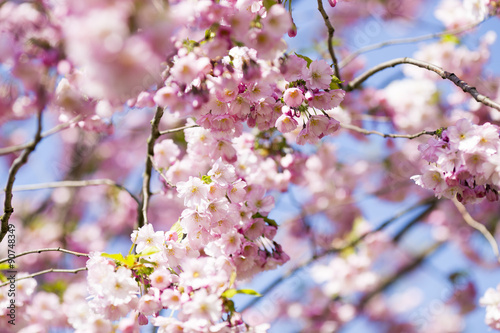 Sakura. Tree cherry on the garden.