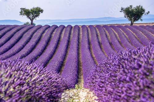 Fototapeta Naklejka Na Ścianę i Meble -  Lavander flower