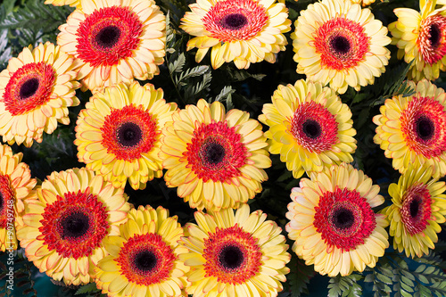 Colorful background of yellow gerbera flowers