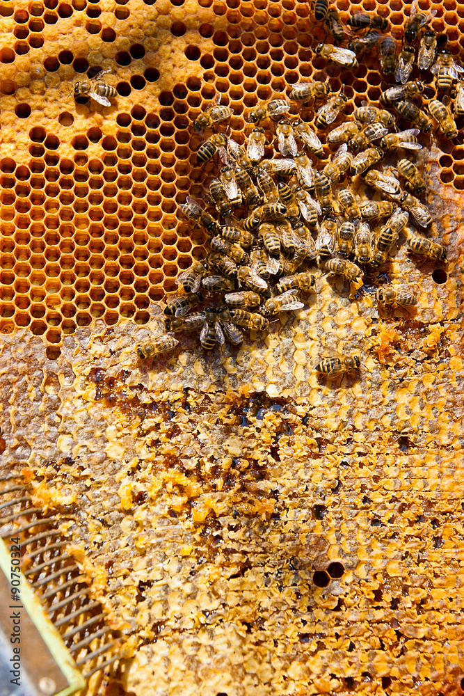 Working bees on the yellow honeycomb with sweet honey. Working bees on the yellow honeycomb with sweet honey.