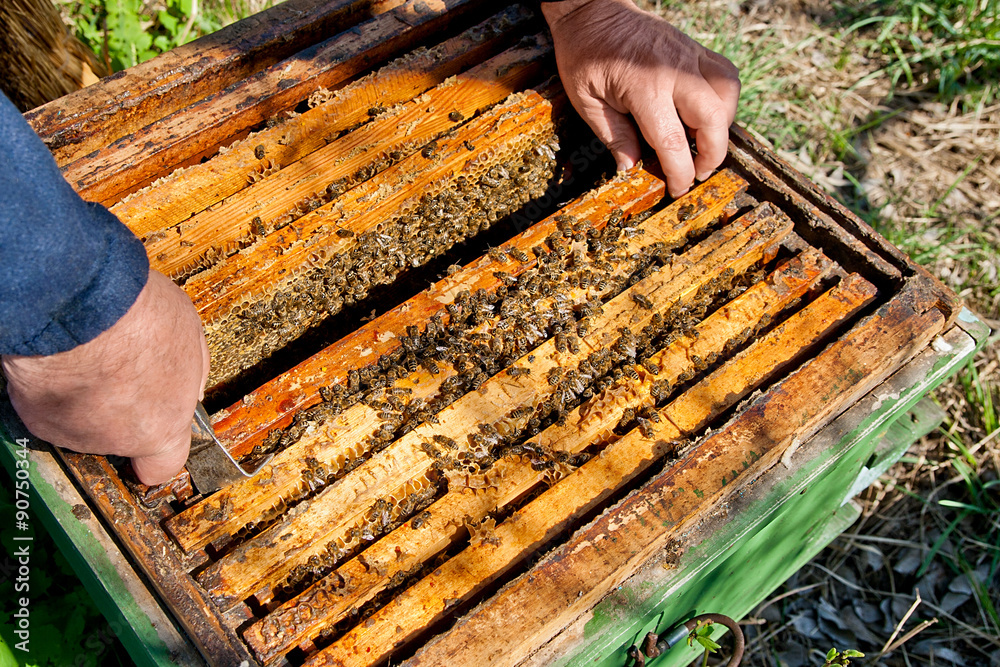 Beekeeper checking a beehive to ensure health of the bee colony. Beekeeper checking a beehive to ensure health of the bee colony.