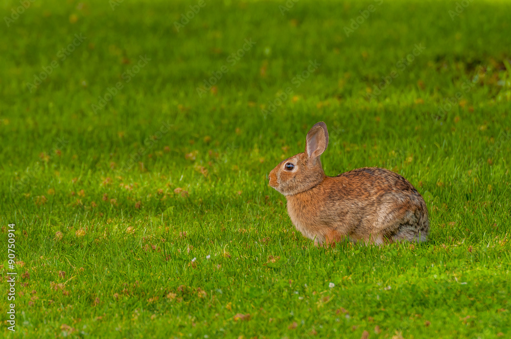Fototapeta premium Cottontail Rabbit