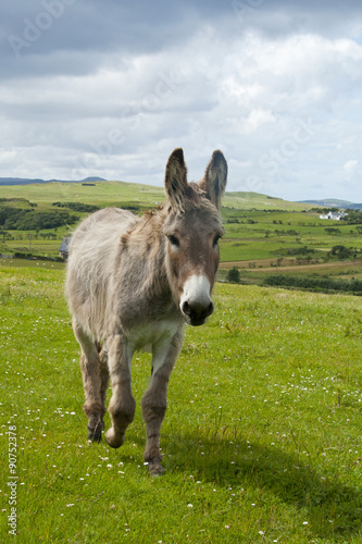 Esel auf der Weide, Irland