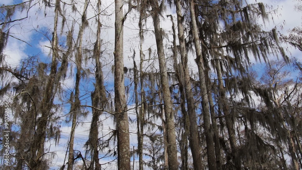 Tall Bald Cypress Trees 4035 Tall Bald Cypress Trees 4035
