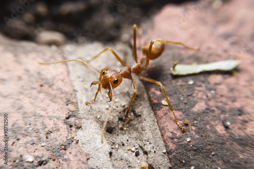 Red ant macro © aekkorn