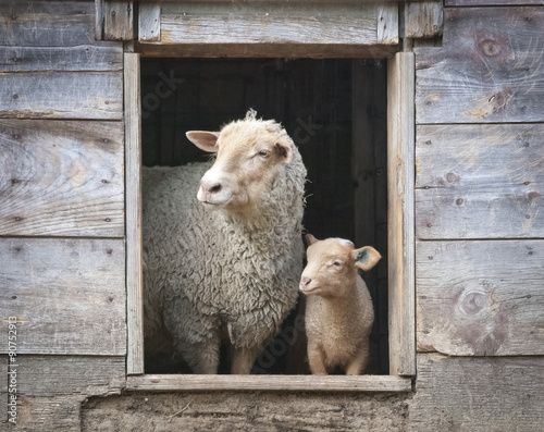 Sheep and Small Ewe, in Wooden Barn Window photo