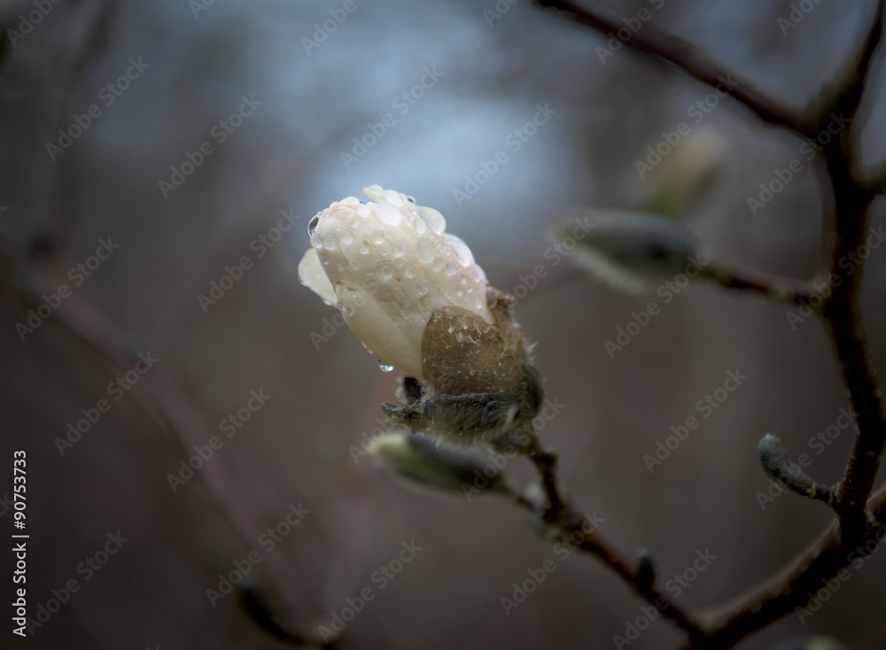 Japanese Magnolia Blossom Covered in Rain Drops Japanese Magnolia Blossom Covered in Rain Drops