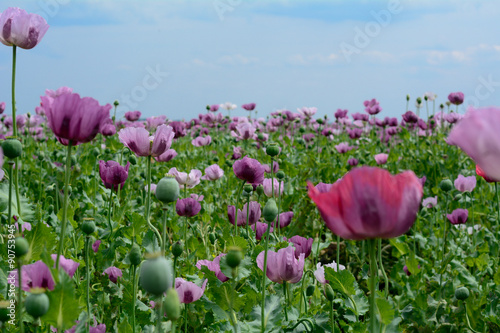 Poppy flower flowerbed. Variety of colors. Very beautiful field of poppy flowers, photographed on a nice day near regional road from Subotica to Kanjiza, Serbia.   © pasicevo