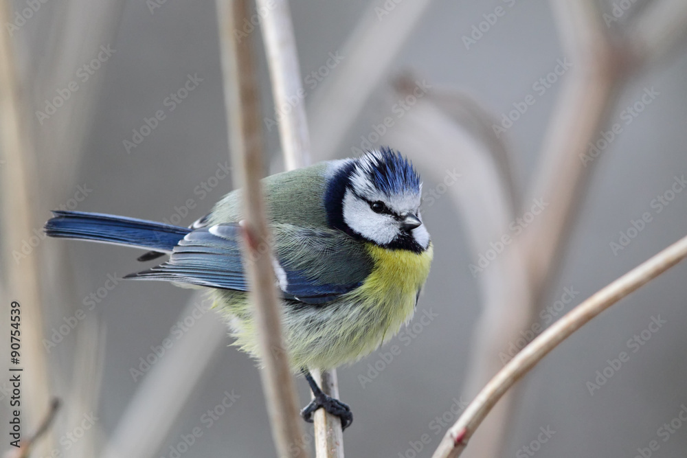 Obraz premium Blaumeise (Parus caeruleus)