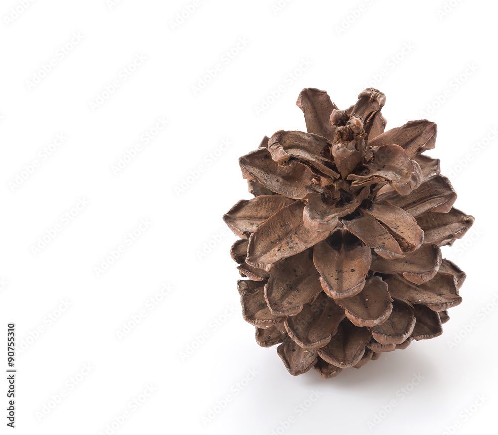 pine cones on white background pine cones on white background