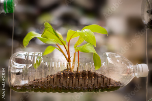 Empty plastic bottle use as a container for growing plant, recyc photo