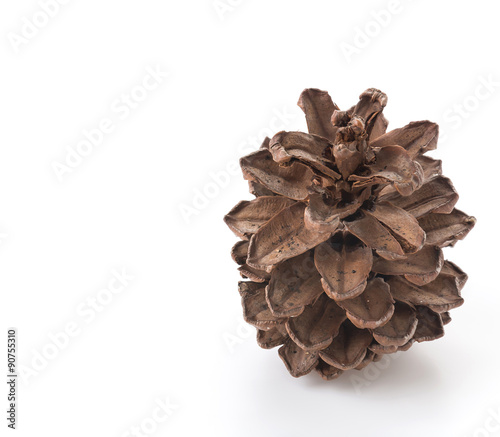 pine cones on white background
