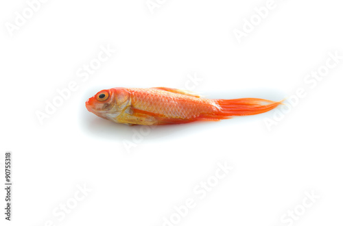 Dead gold fish