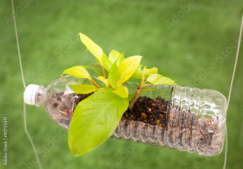 Empty plastic bottle use as a container for growing plant, recyc photo