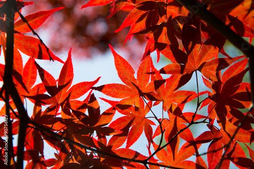 Autumn leaves of Japanese garden