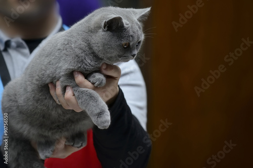 Blue British Shorthair cat being held at cat show photo