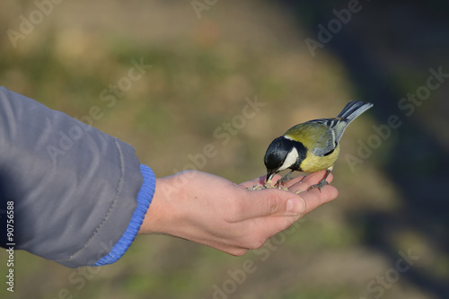 Great tit bird standing on human hand and feeding