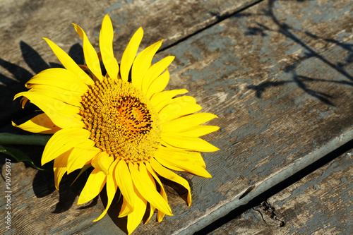 Beautiful sunflowers on wooden surface  closeup