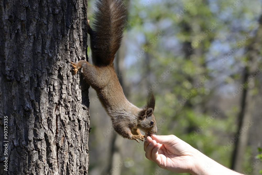 Red squirrel eating food from human hand in a park.