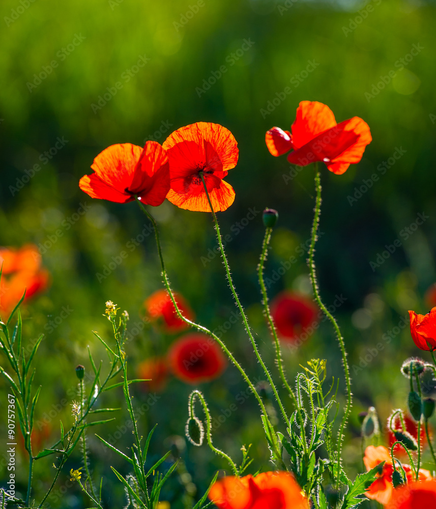 Obraz premium Wild poppy flowers