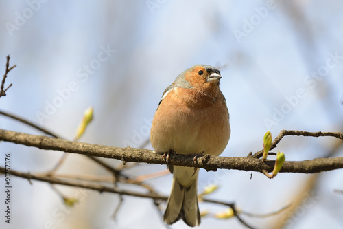 Cute finch standing on branch photo